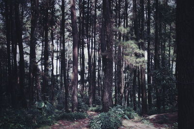 Trees growing in forest