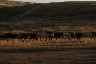 Cows grazing on field