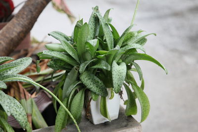 Close-up of potted plant