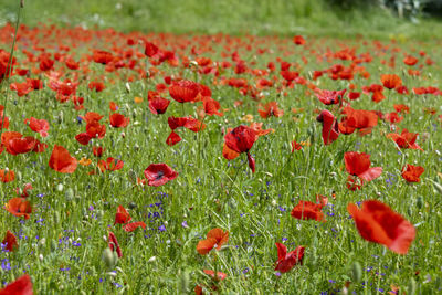 Close-up of red poppy flowers in field