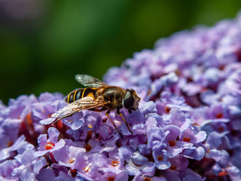 Close-up of bee pollinating on purple flower