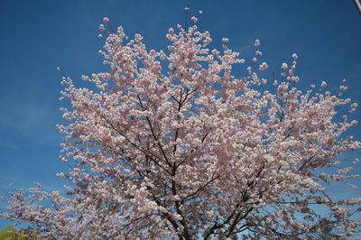 Low angle view of flower tree against sky