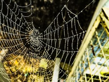 Close-up of spider web