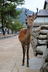 Deer standing on footpath