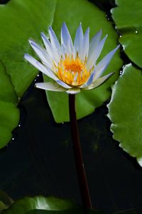 Close-up of lotus water lily in pond