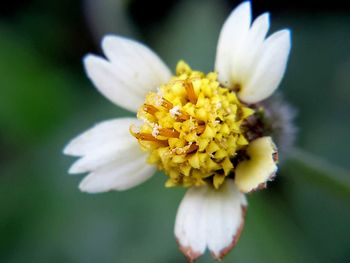 Close-up of white flowering plant