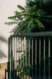 Potted plant by wall