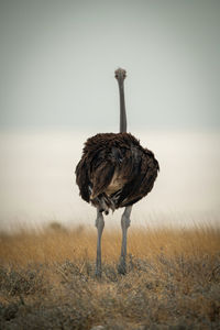Common ostrich stands looking away from camera