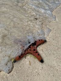 High angle view of starfish on beach