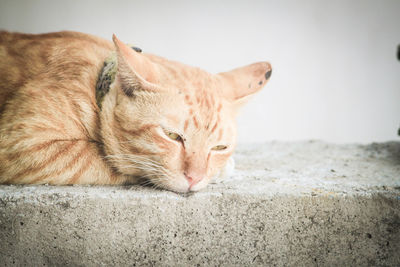 Close-up of ginger cat lying down