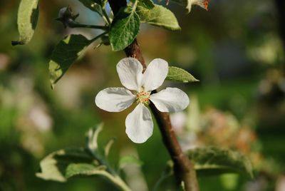 Close-up of white flowers