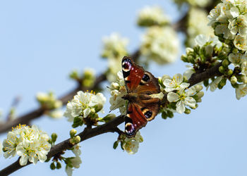 Low angle view of butterfly on flower