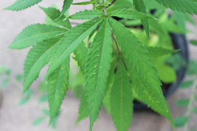 Close-up of fresh green leaves