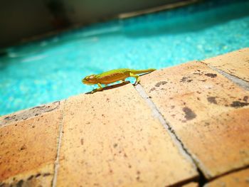 Surface level of chameleon at poolside