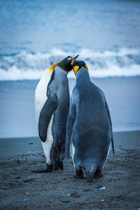 Penguins at beach