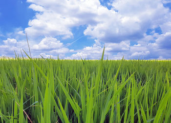 Crops growing on field against sky