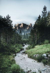 Scenic view of forest against sky