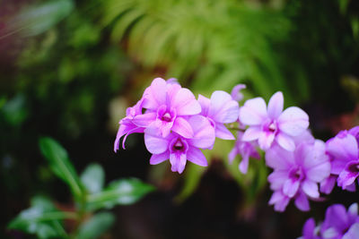 Close-up of pink flowering plant