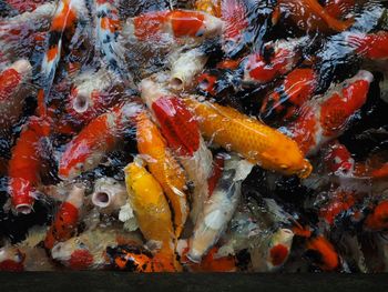 View of koi fish in water