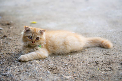 Portrait of ginger cat on street