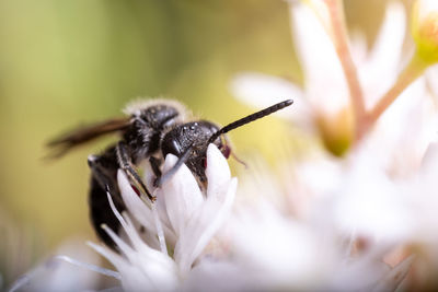 Close-up of insect on flower