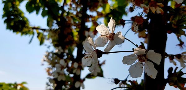 Close-up of white cherry blossom tree