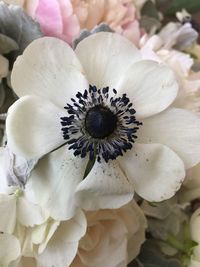 Close-up of white flower