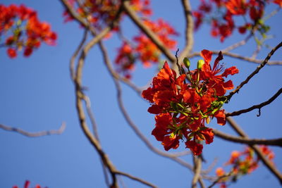 Low angle view of red flowers blooming on tree