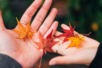 Cropped hands of women holding maple leaves