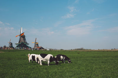 Cows grazing on grassy field against sky