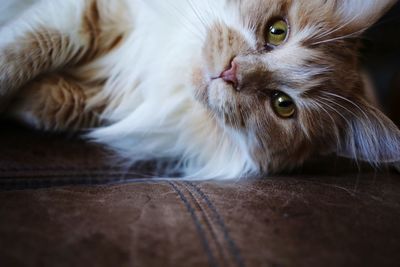 Close-up of cat lying on floor