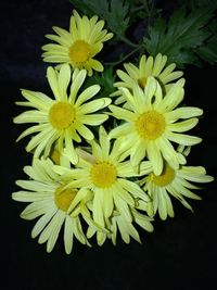 Close-up of yellow flowers against black background