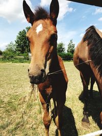 Horses standing in ranch