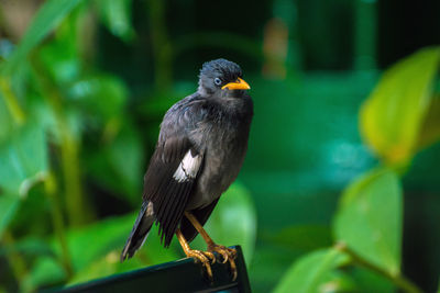 Close-up of bird perching outdoors