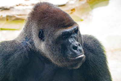 Close-up of a monkey