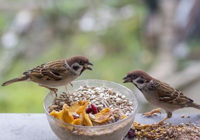 Close-up of bird eating food