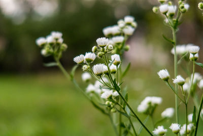 Close-up of white flowering plants