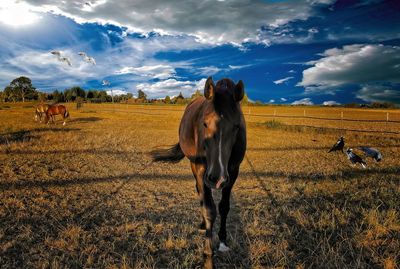 Horses in a field