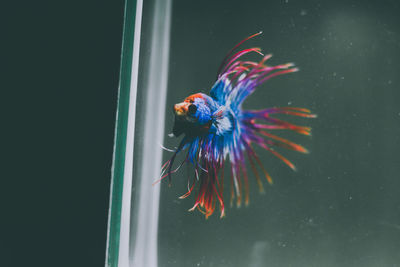 Close-up of fish swimming in sea