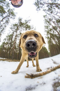 Portrait of dog on tree