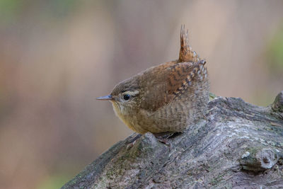 Close-up of bird on tree trunk