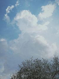 Low angle view of trees against sky