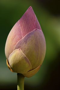 Close-up of lotus water lily