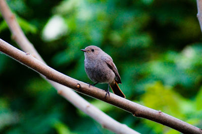 Low angle view of young robin perching on branch