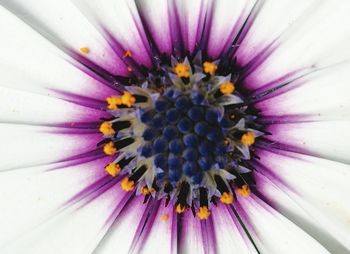 Close-up of purple coneflower blooming outdoors