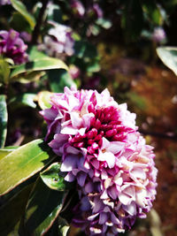 Close-up of pink flowering plant