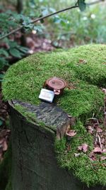 Mushrooms growing on tree stump in forest