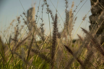 Close-up of stalks in field against sky