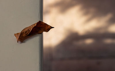 Close-up of dry leaves on metal wall