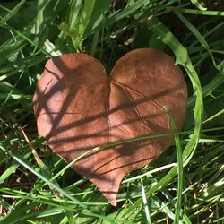 Close-up of dry leaf on grass